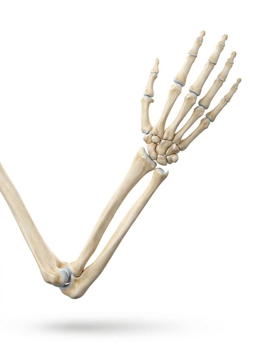 Ellenbogen, Unterarm und Hand, Knochenaufbau